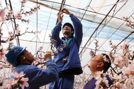 花開時節(jié)保電忙