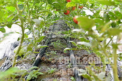 W020171110530420415840