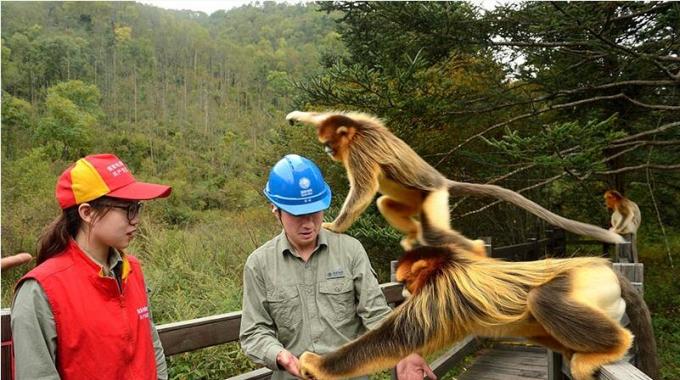 湖北神農(nóng)架：農(nóng)網(wǎng)改造進林區(qū) 電亮深山致富路