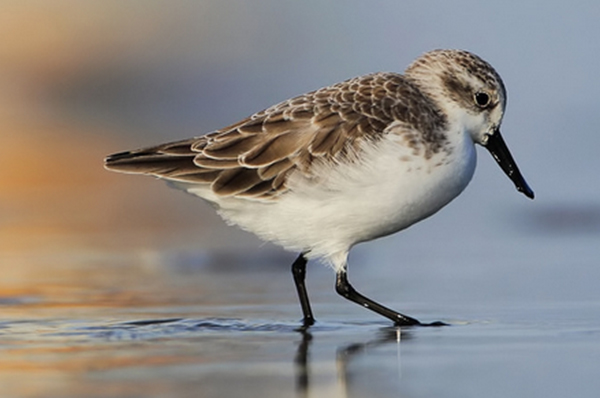 過時(shí)名錄嚴(yán)重影響瀕危物種保護(hù)，委員呼吁：應(yīng)盡快更新