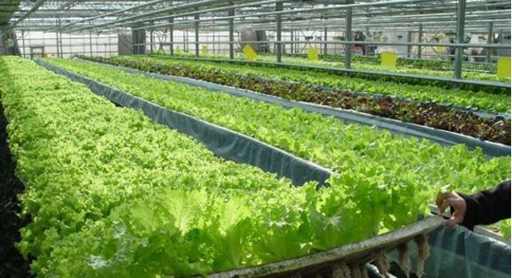 互聯(lián)網(wǎng)+農(nóng)業(yè) 下一個風(fēng)口！