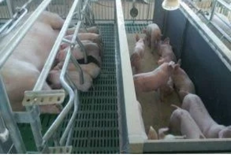 智能化養(yǎng)豬系統(tǒng)，現(xiàn)代化農(nóng)業(yè)發(fā)展之路