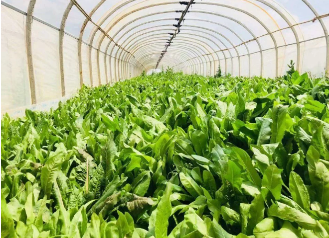 智能化養(yǎng)豬系統(tǒng)，現(xiàn)代化農(nóng)業(yè)發(fā)展之路