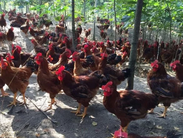 互聯(lián)網(wǎng)大佬的頂級飯局都吃啥？網(wǎng)友：看到了生態(tài)農(nóng)業(yè)的明天！