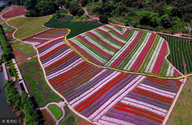 顛覆！裂變！賦能！互聯(lián)網(wǎng)+農(nóng)業(yè)領(lǐng)域的“豬飛起來了”